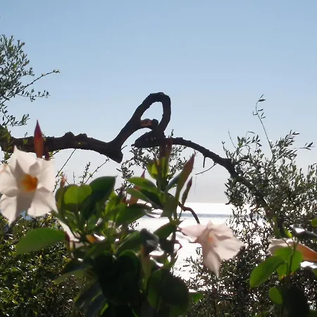 Florinda Lemon's Cervo