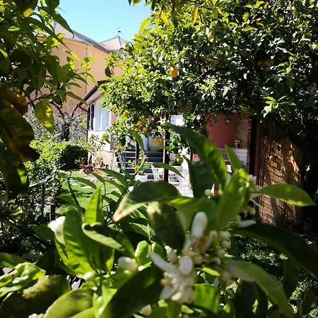 Florinda Lemon's * Cervo