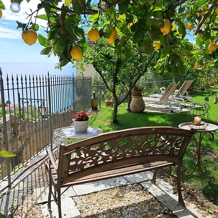 Florinda Lemon's Cervo